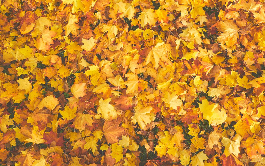 Your Home’s Fall Checklist for the Season